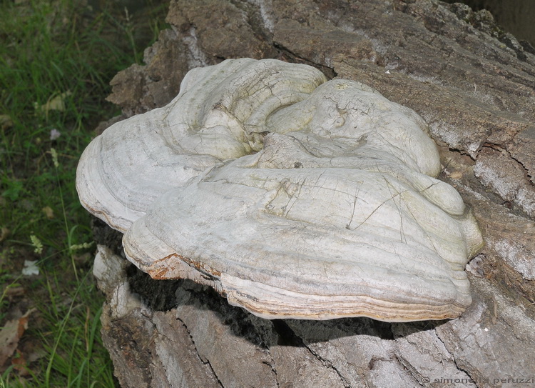 Fomes fomentarius